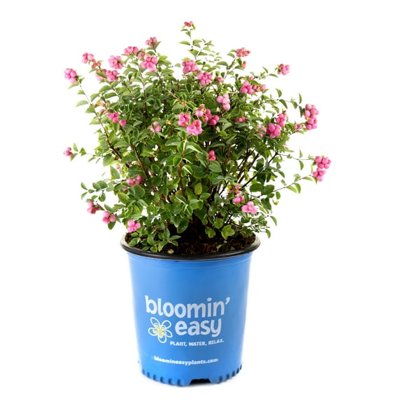 2 gal. Pinky Promise Snowberry (Symphoricarpos) Live Shrub, Gumball Pink Berries