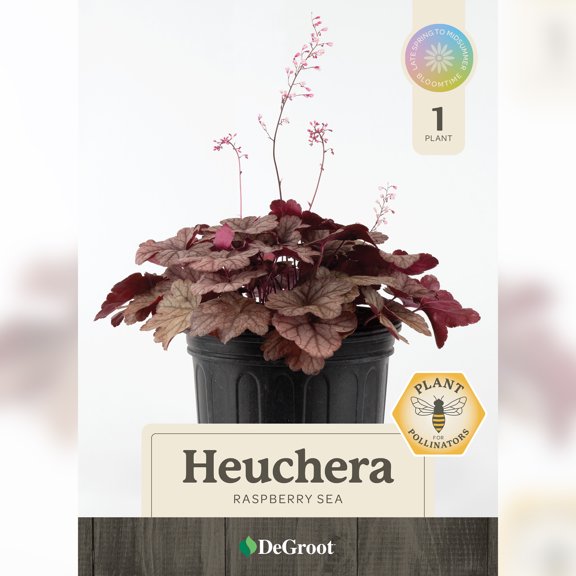 2 gal. Raspberry Sea Coral Bells (Heuchera) Live Plant, Pink Flowers