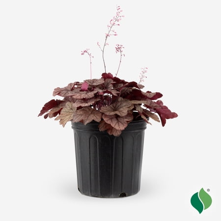2 gal. Raspberry Sea Coral Bells (Heuchera) Live Plant, Pink Flowers