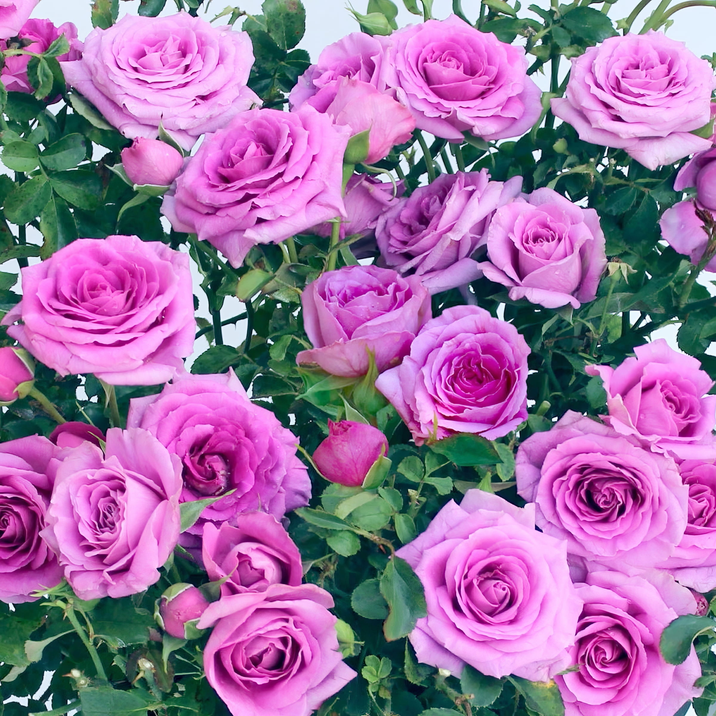 National Plant Network 2 gal Rose Lavender Jewel with Purple Flowers