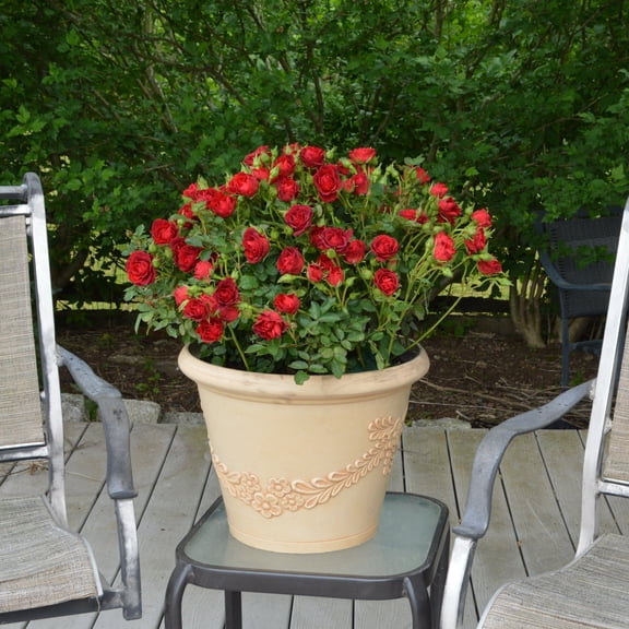 2 gal. Rose Red Sunblaze Live Shrub Condition with Full Sun