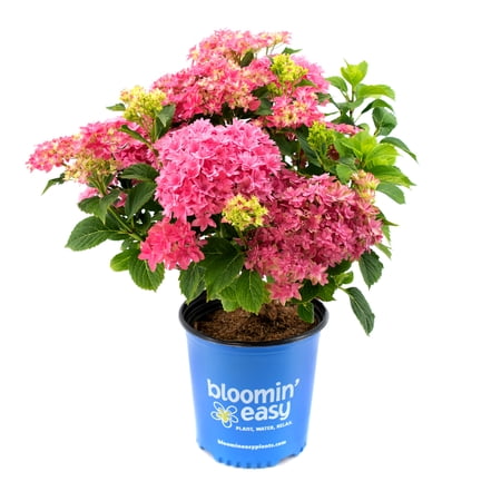 2 gal. Starfield Bigleaf Hydrangea (Macrophylla) Live Shrub, Pink Flowers