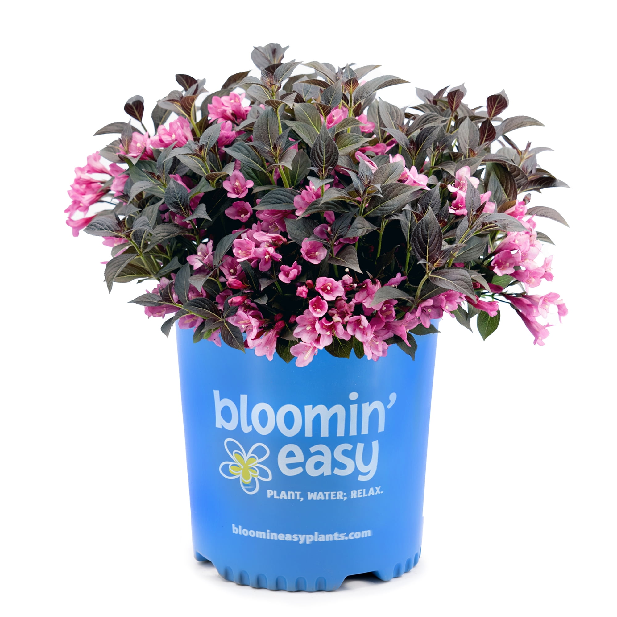 2 Gallon Vivid Pink Weigela Shrub with Dark Purple Foliage