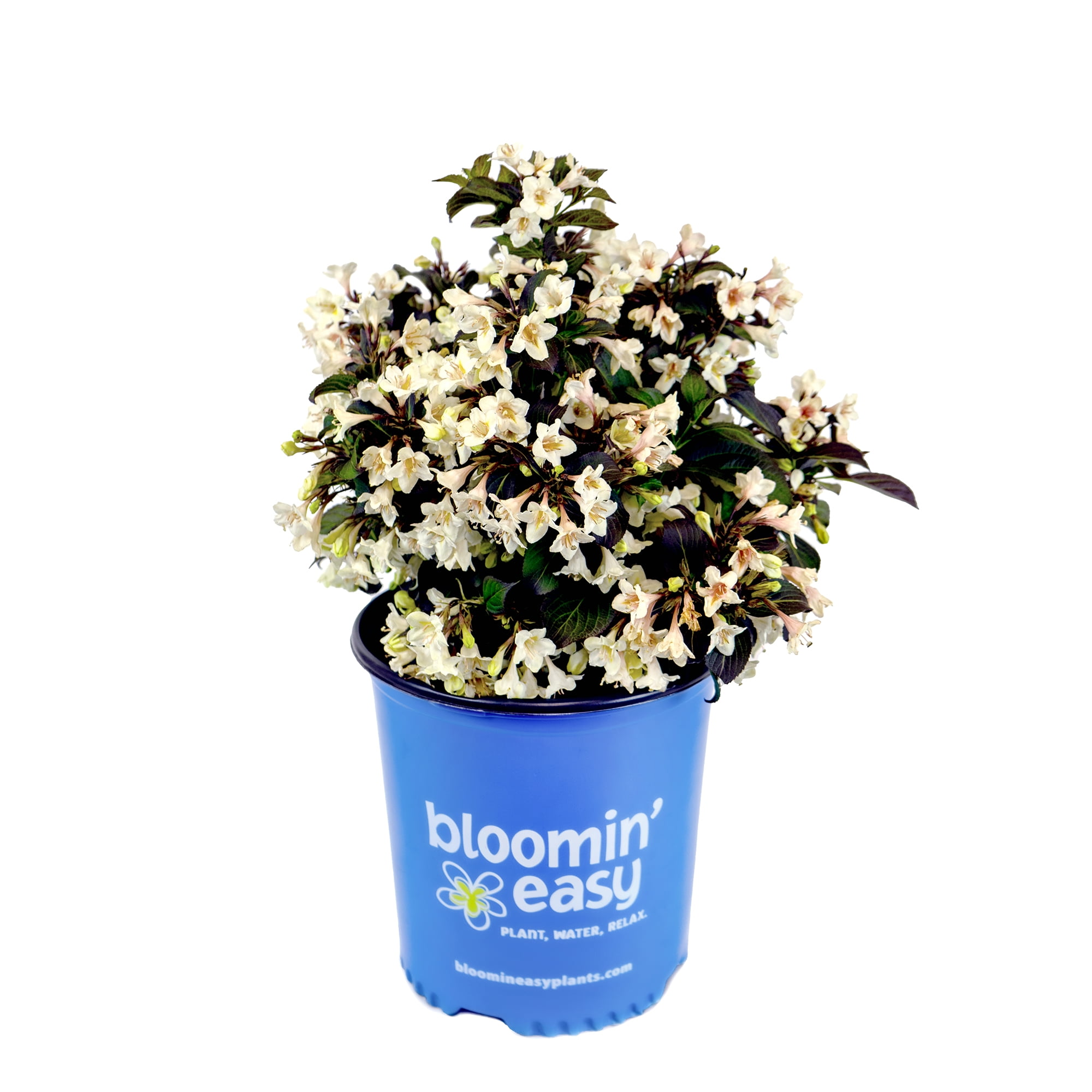 2 gal. Tuxedo Weigela Live Shrub, Pure White Flowers