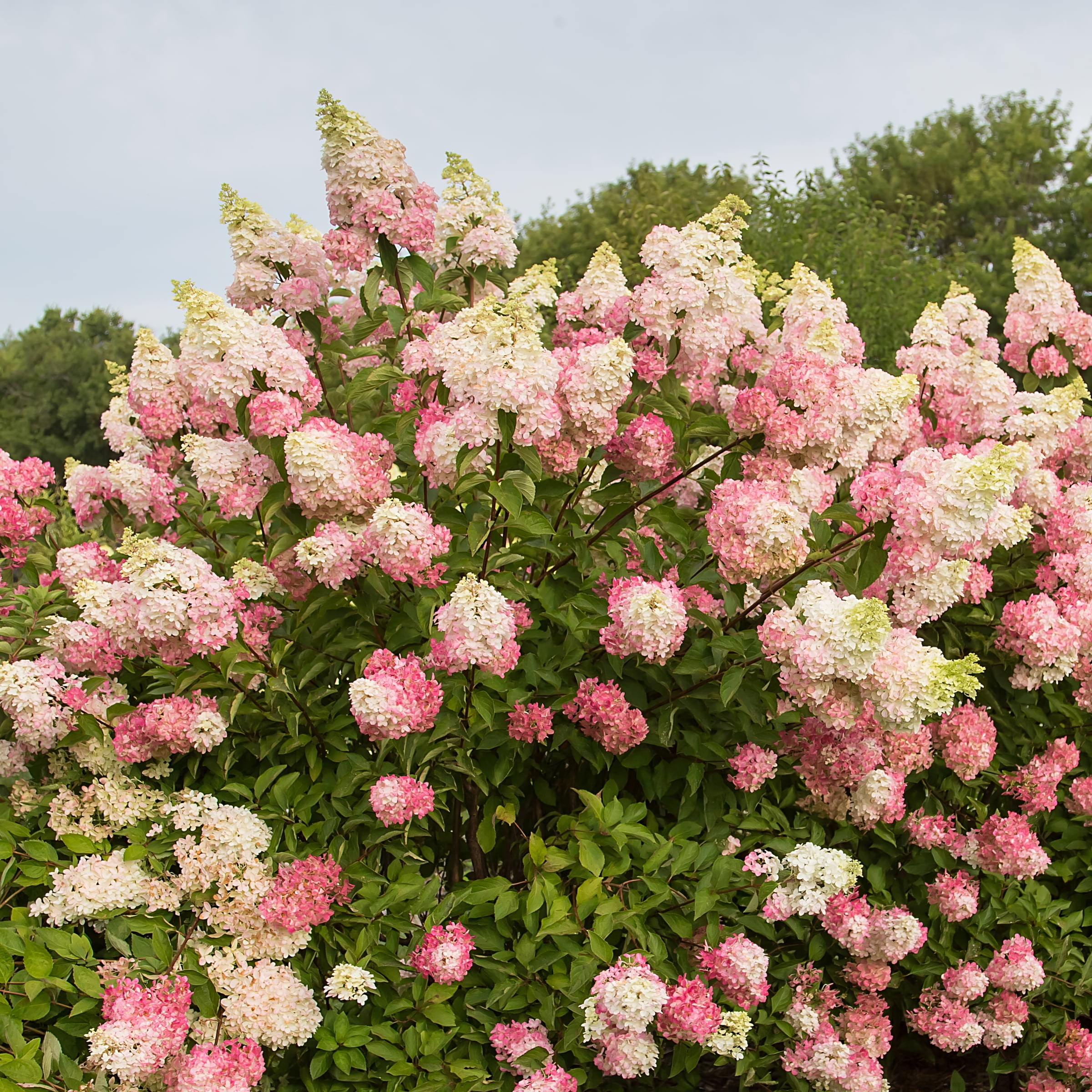 National Plant Network 2 gallon Hydrangea Berry White Live Tree Full Sun with White and Pink Flowers