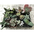 thumbnail image 1 of 2 in. Fully Rooted Unique Rare Succulent Collection (Pack of 6), 1 of 4