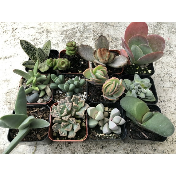 2 in. Fully Rooted Unique Rare Succulent Collection (Pack of 6)