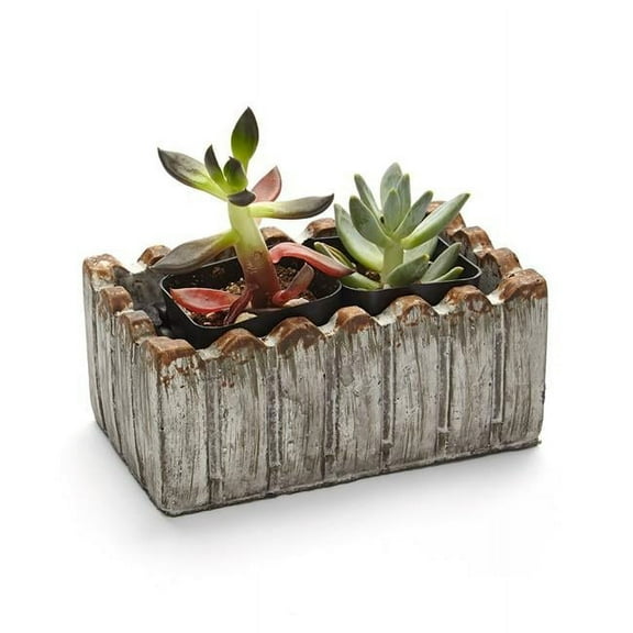 2 in. Live Succulent Gift Set - Two Plants