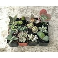 thumbnail image 1 of 2 inch Collection Of 12 Fully Rooted Unique Rare Succulent Plants, 1 of 4