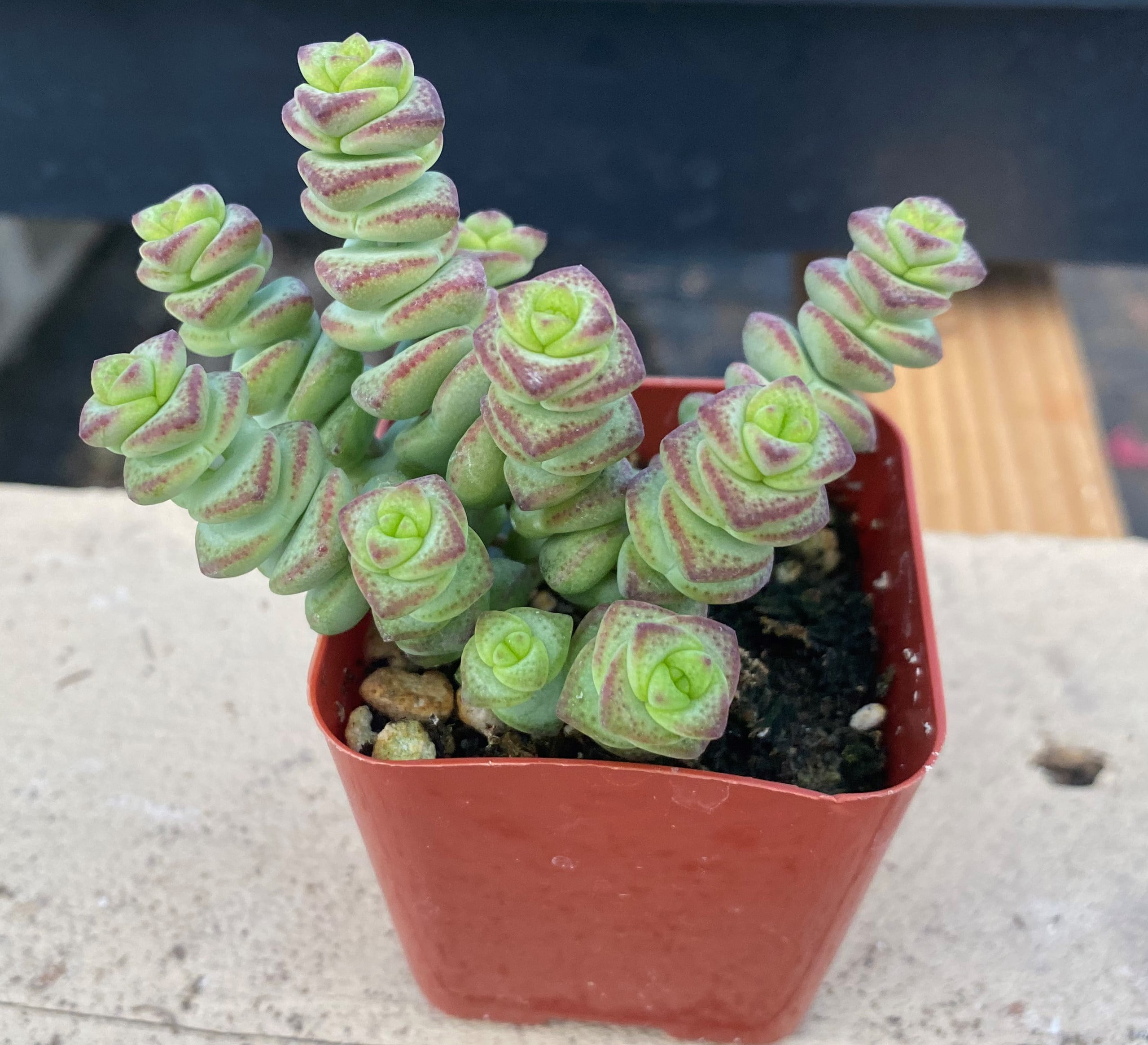 Crassula Baby Necklace Unique Shaped Succulent, Easy to Care, Perfect Gift  Ideas - 4 inch with Clay Pot - Walmart.com