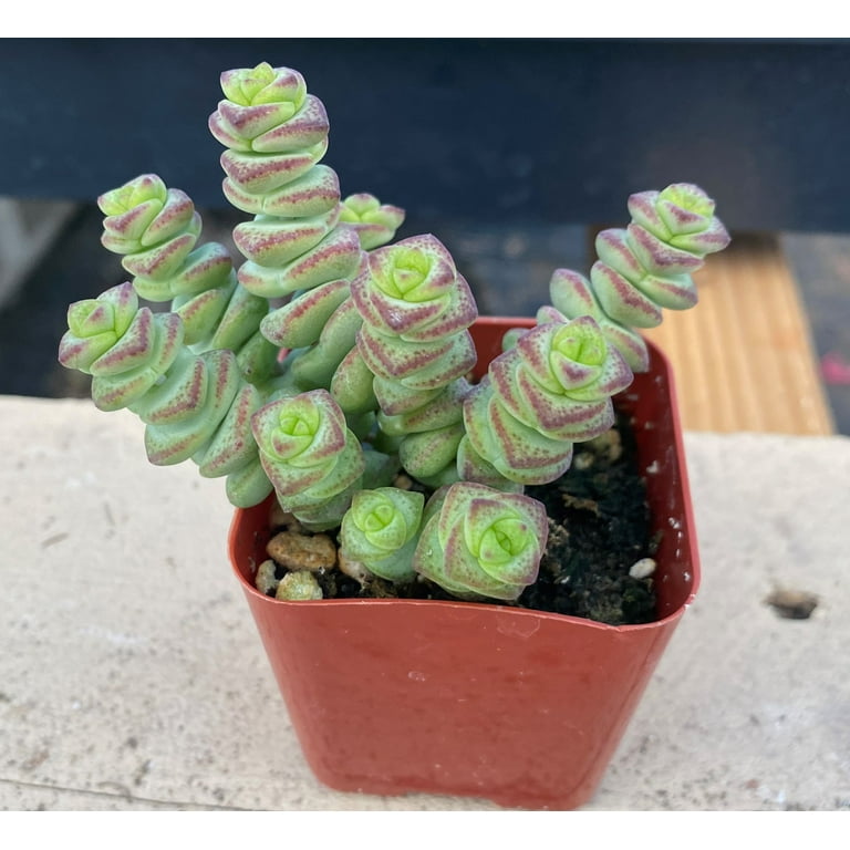 Crassula jewellery hotsell manufacturer