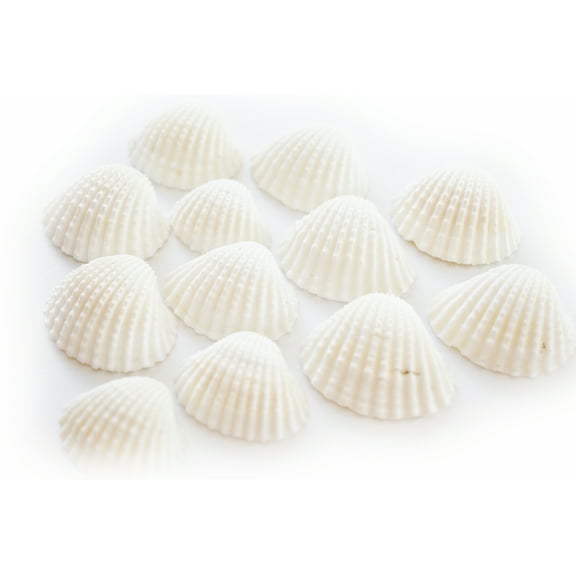 2 lbs (About 150) Small White Ark (Granosa) Shells Seashells (1"-1 1/2") Beach Wedding Hobby Crafts