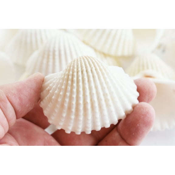2 lbs (about 60) Large White Ark Shells Seashells (1 3/4" - 2 1/4") Beach Wedding Hobby Crafts