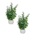 thumbnail image 1 of 2-pack 28" Faux Olive Trees in Beige Ceramic planters, 1 of 5