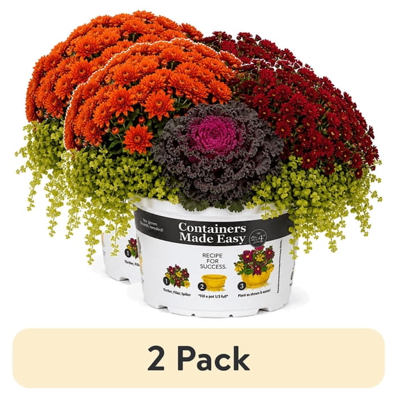 (2 pack) Better Homes & Gardens 1.5-Gallon Mum Live Plant, Outdoor ...
