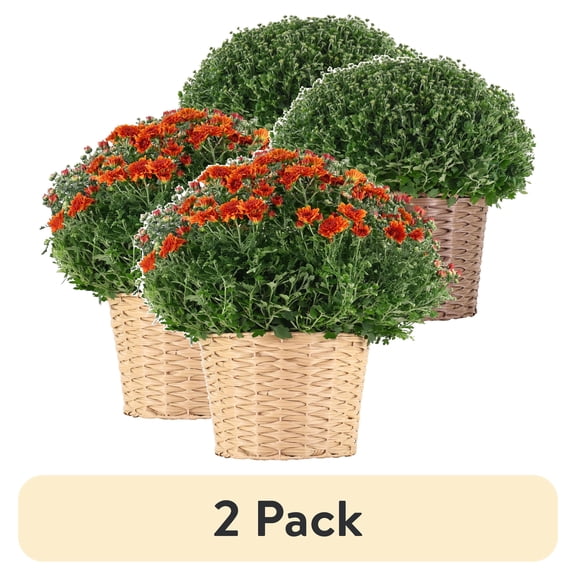 (2 pack) Better Homes & Gardens 2.5G Orange Mum Live Plants in 9" Basket Full Sun