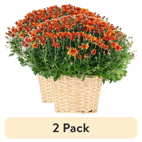 (2 pack) Better Homes & Gardens 16" Orange Mum Live Plants in 9" Basket Full Sun