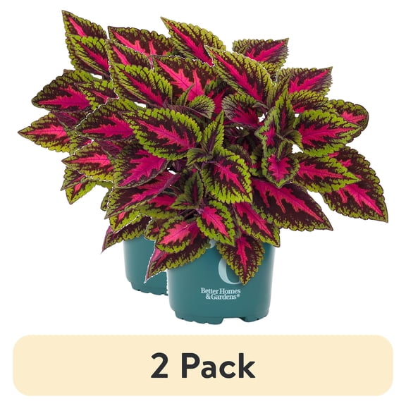 (2 pack) Better Homes & Gardens 2QT Lime Green Burgundy Pink Coleus Live Plant Grower Pot Part Sun
