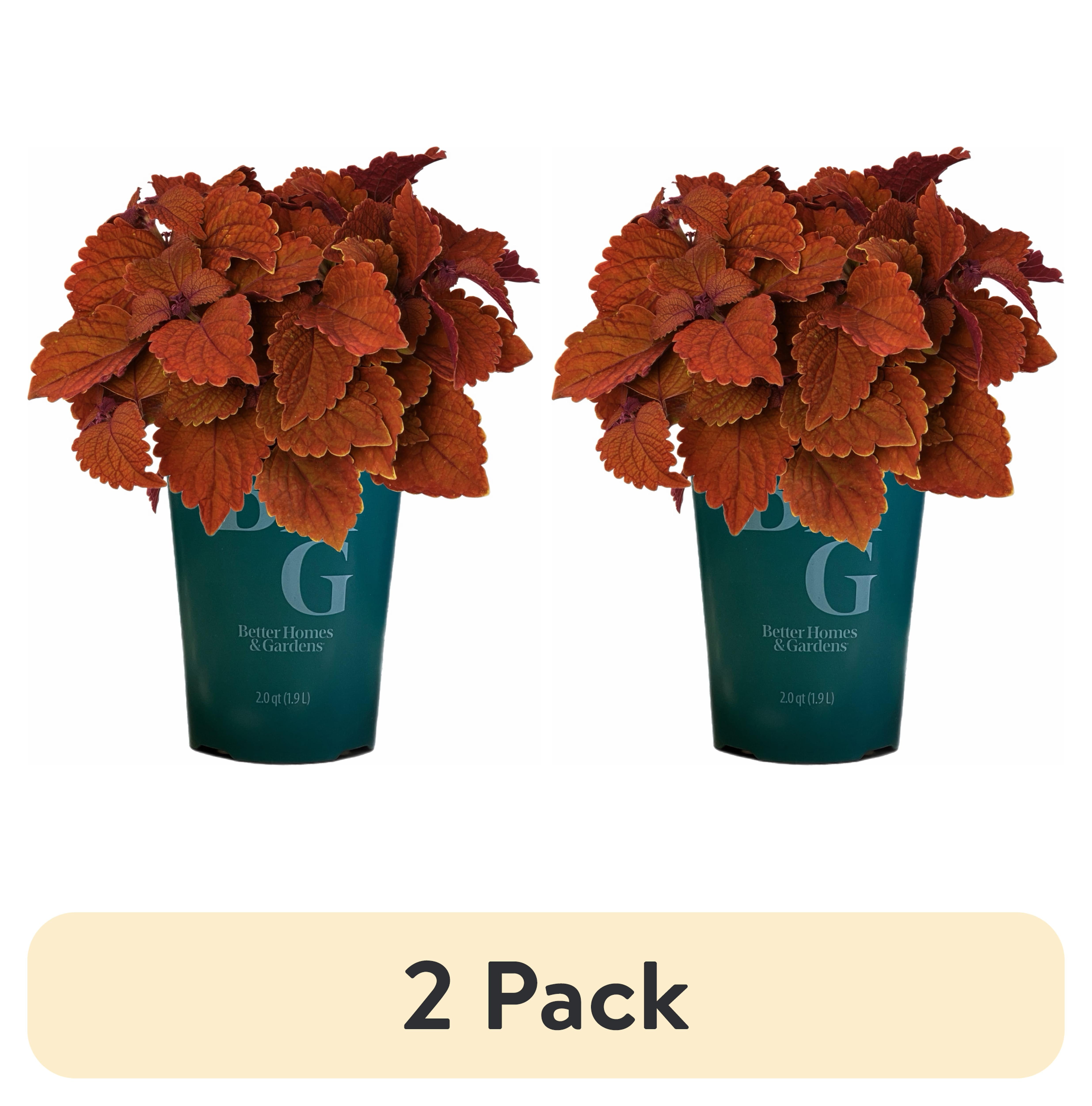 Sample Grower Pot (2 pack) Better Homes & Gardens 2Qt Coleus Mainstreet Green Live Plant ...