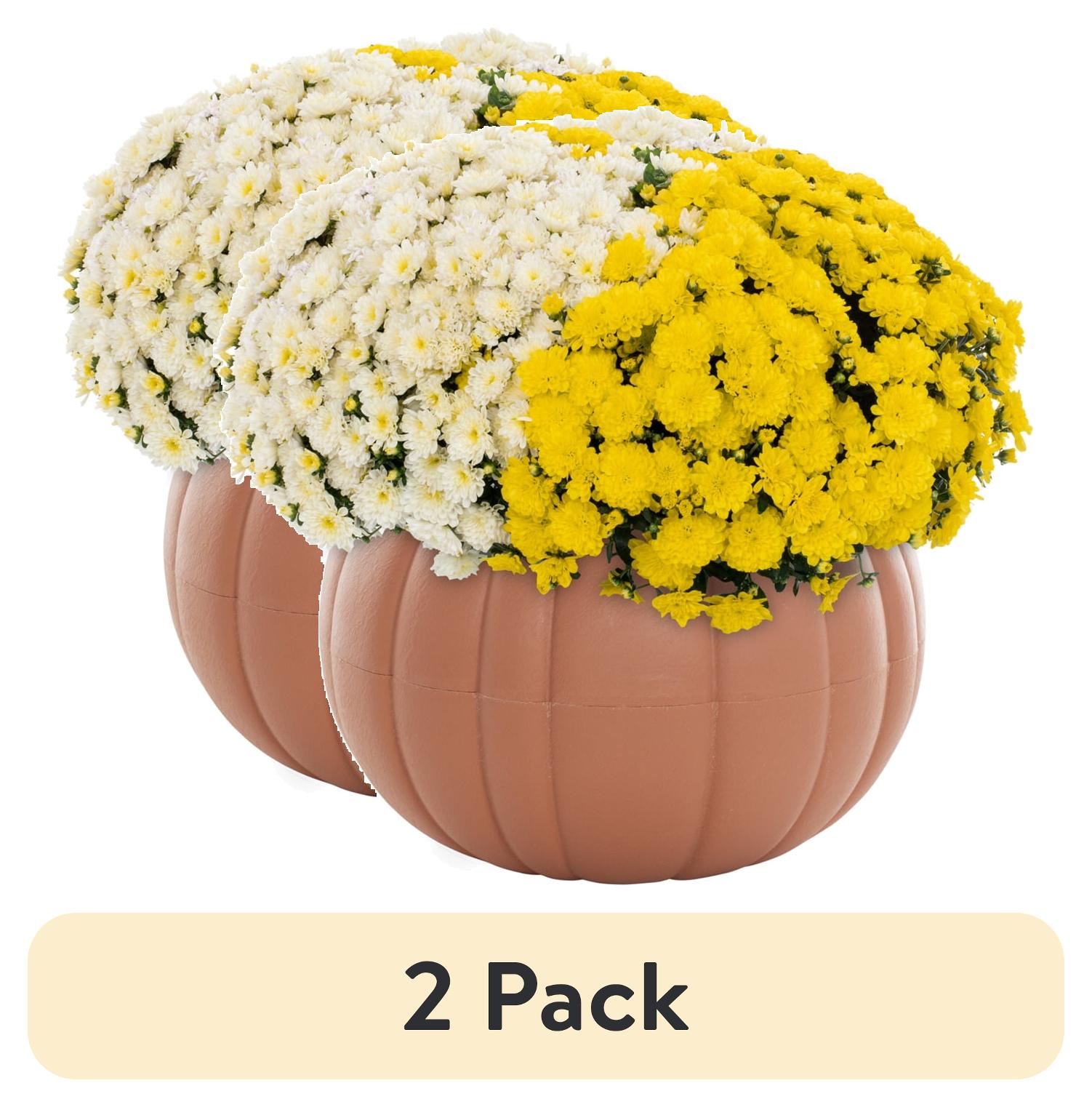 (2 pack) Better Homes & Gardens 3QT White Yellow Garden Chrysanthemum Plant Green Pumpkin Pot Sun