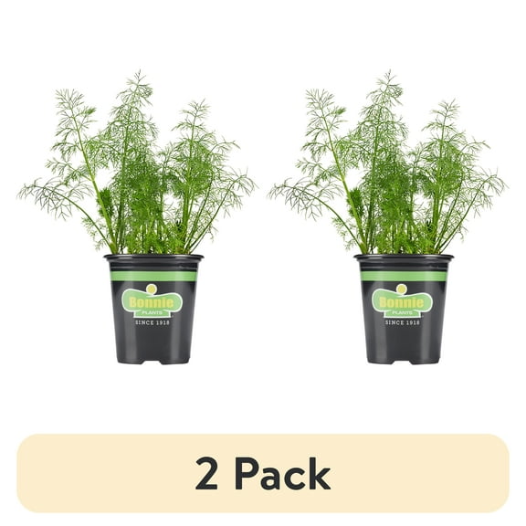(2 pack) "Bonnie Plants 18"" to 24"" Fernleaf Dill Live Plants