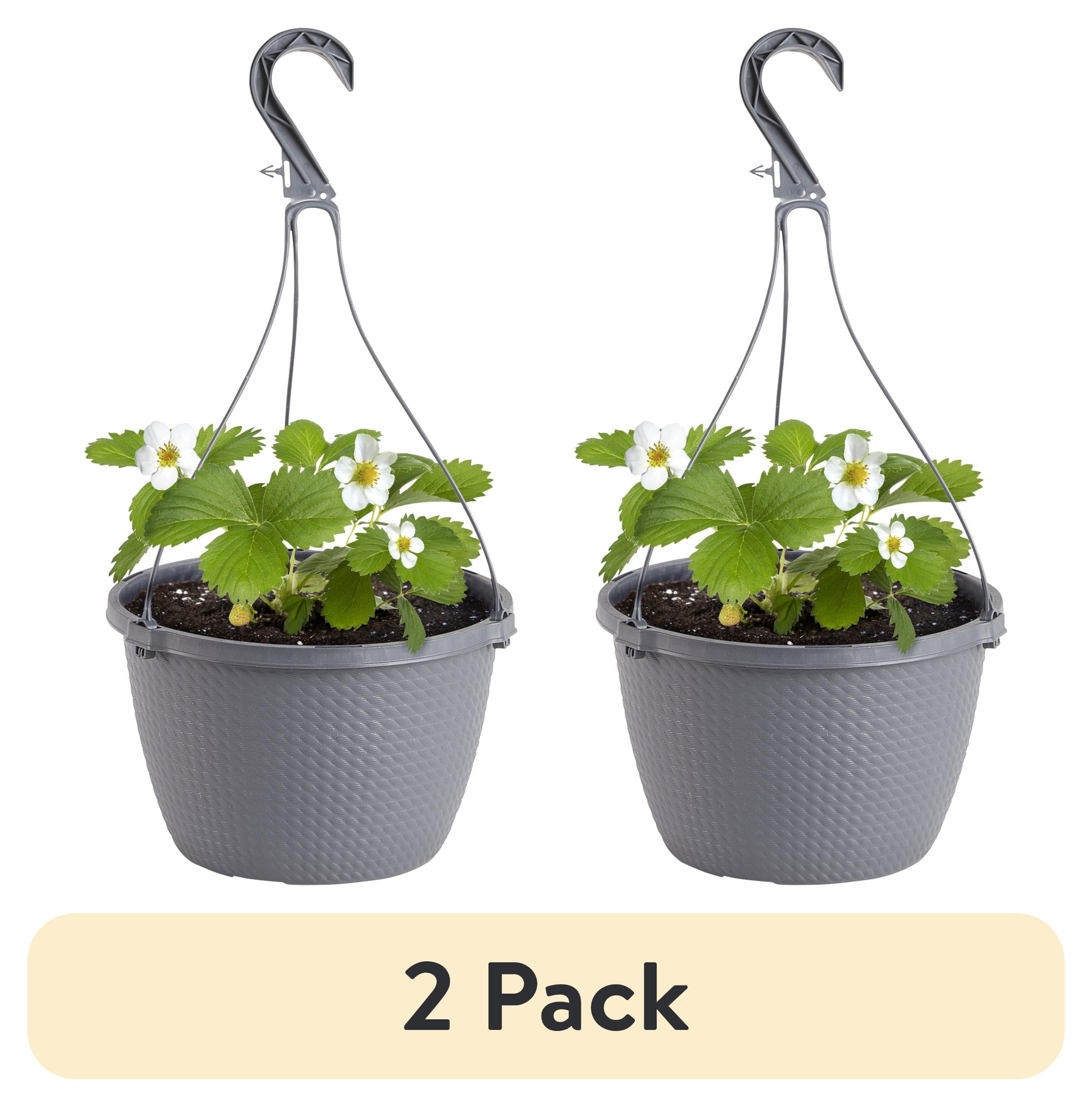 Bonnie Plants Albion Strawberry: 10-inch Basket, Live Plant