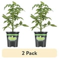 thumbnail image 1 of (2 pack) Bonnie Plants Big Boy Tomato 19.3 oz., 1 of 11