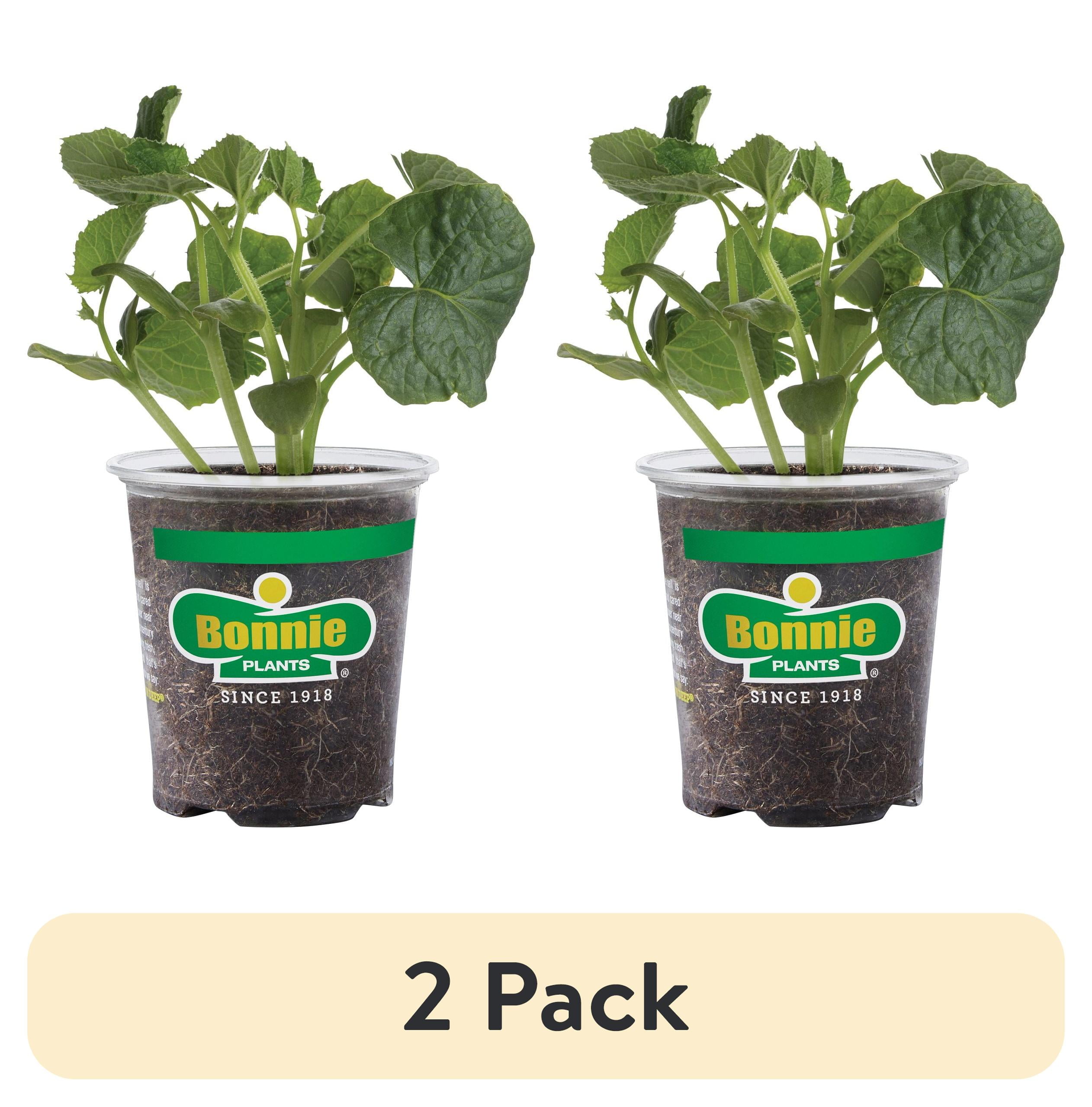 grid plants 4x7 Garden Grid | Raised Bed Watering System
