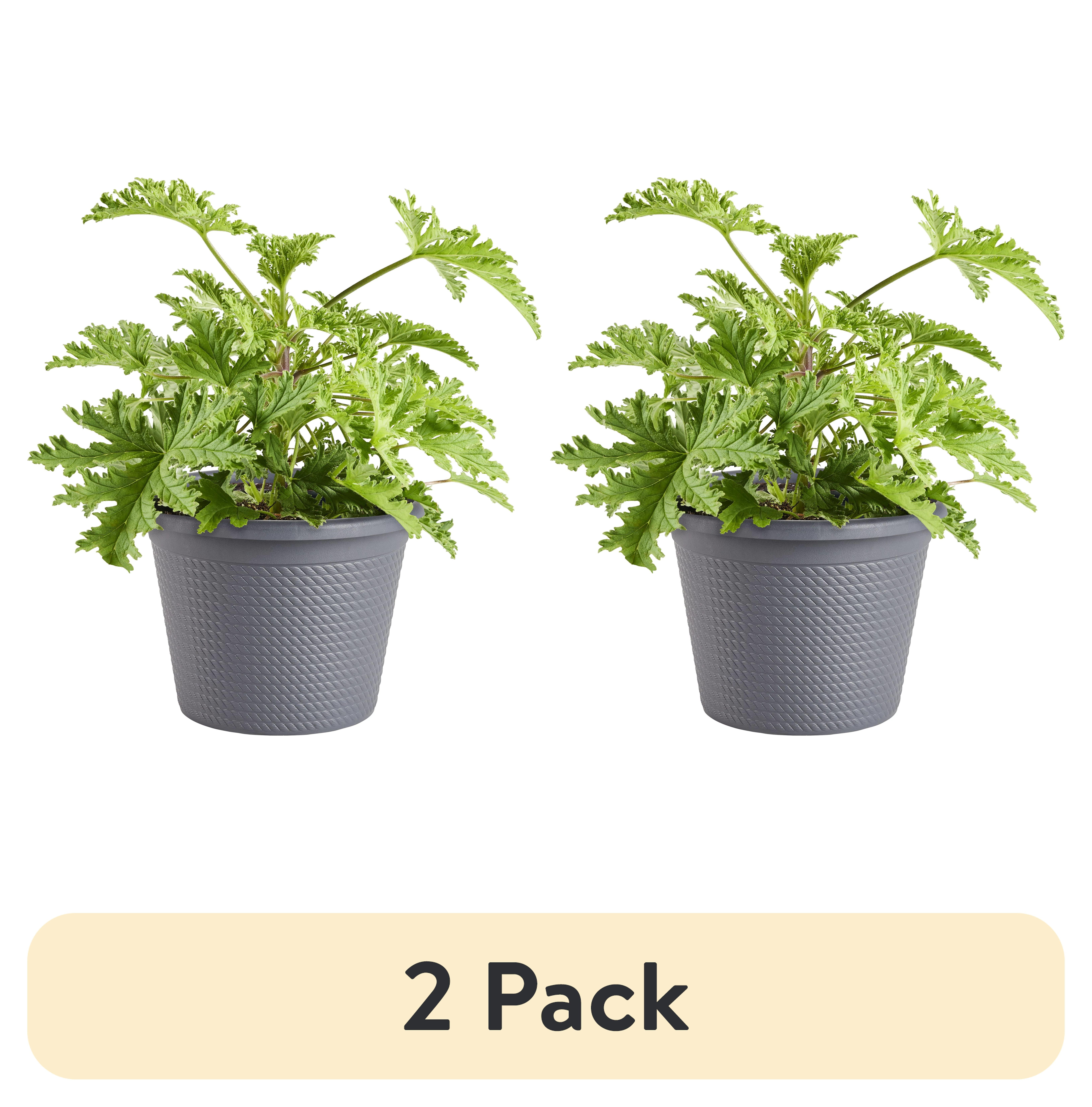 Bonnie Plants Citronella, 0.94 gallons, Live Plant - Walmart.com