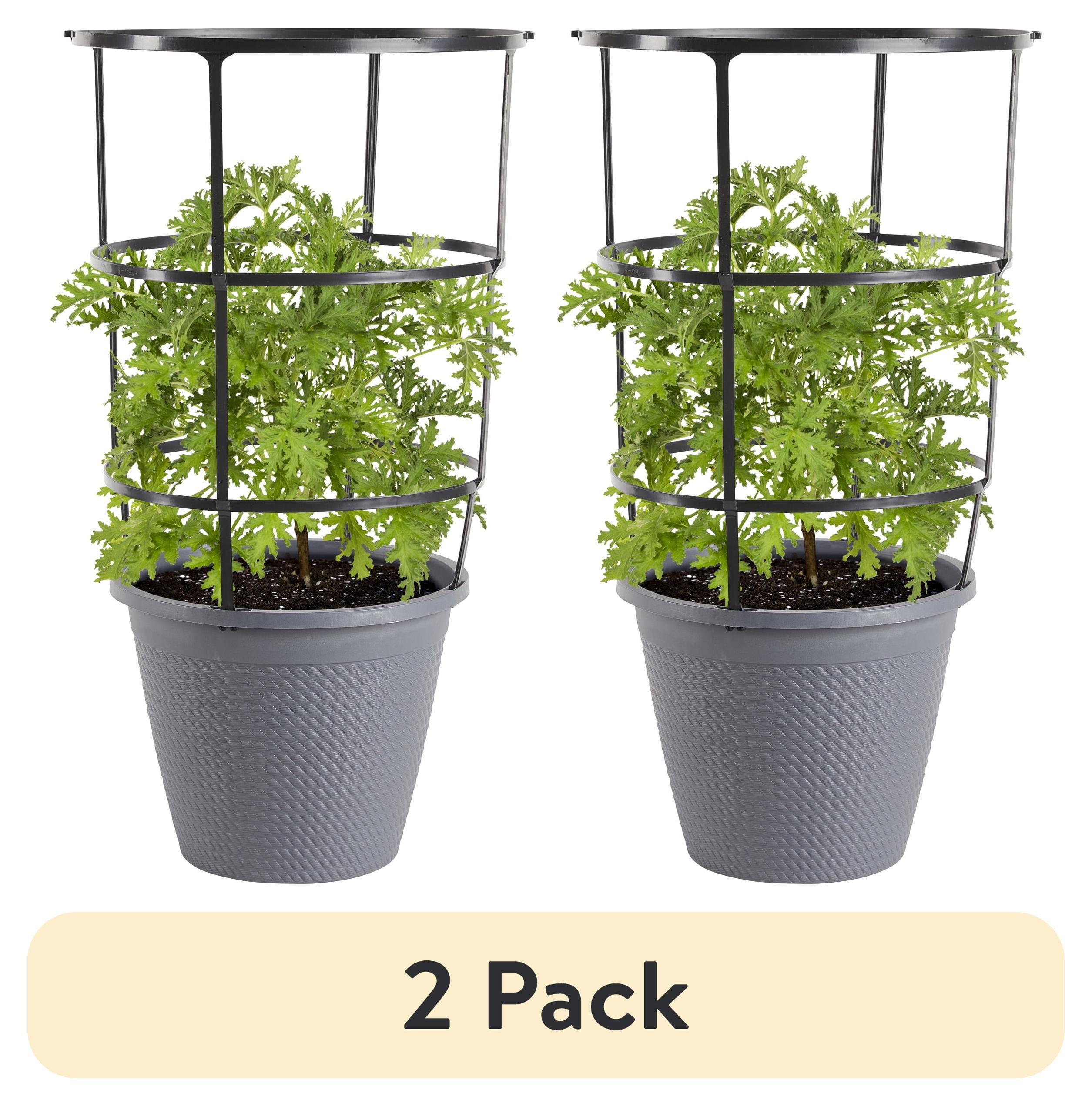 (2 pack) Bonnie Plants Citronella Live Plant in 11 in Cage, Lemon Scented Leaves