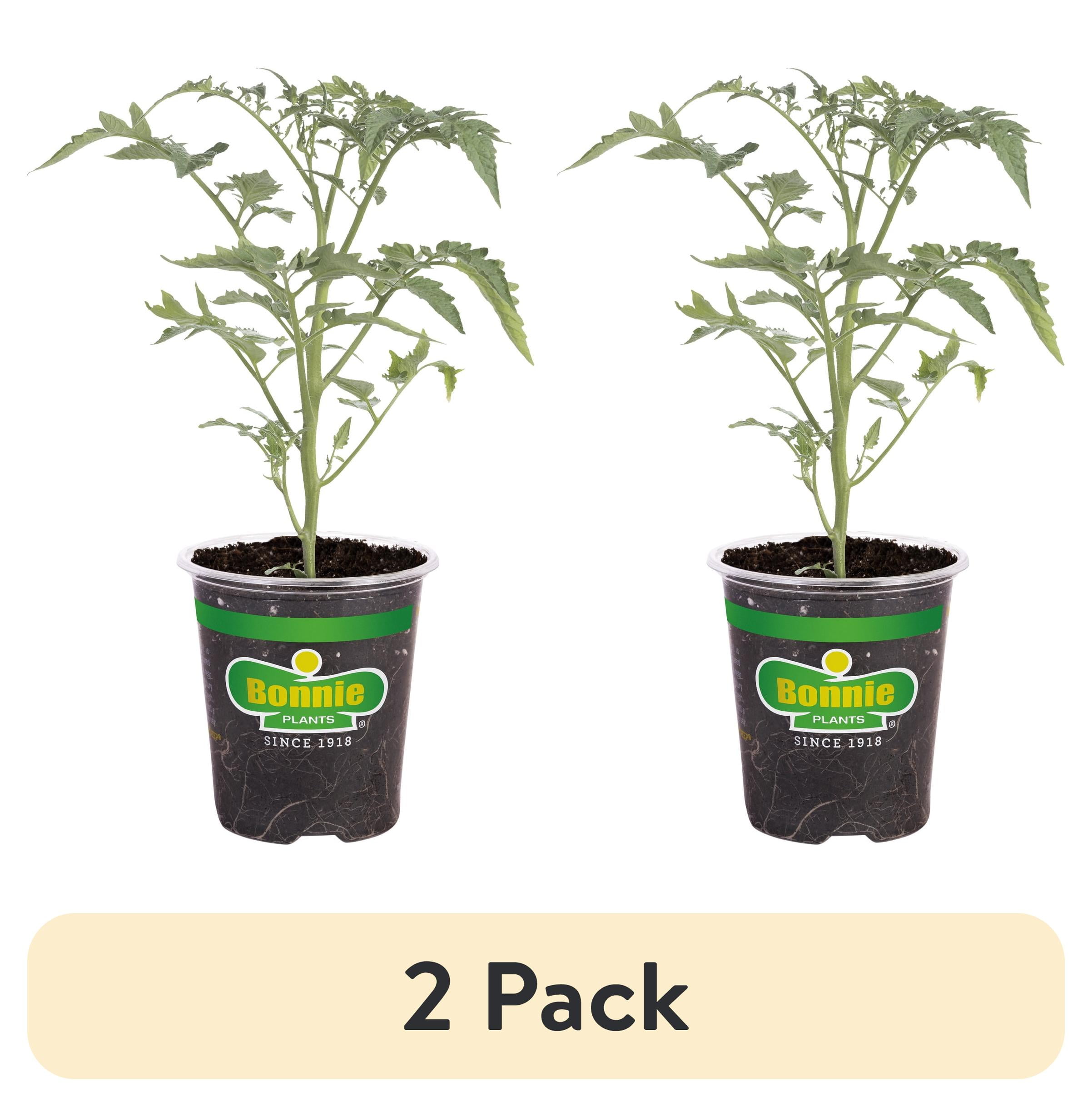 (2 pack) Bonnie Plants Early Girl Tomato 19.3 oz.