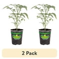 thumbnail image 1 of (2 pack) Bonnie Plants Early Girl Tomato 19.3 oz., 1 of 12