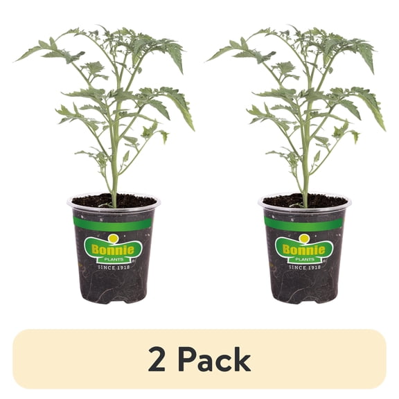 (2 pack) Bonnie Plants Early Girl Tomato 19.3 oz.
