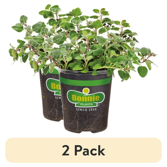 (2 pack) Bonnie Plants Greek Oregano 19.3 oz.