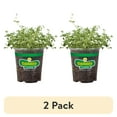 thumbnail image 1 of (2 pack) Bonnie Plants Green English Thyme Live Plant in Pot, 1 of 11