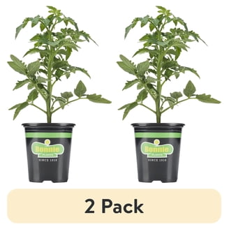 Vegetable Plants in Live Plants - Walmart.com