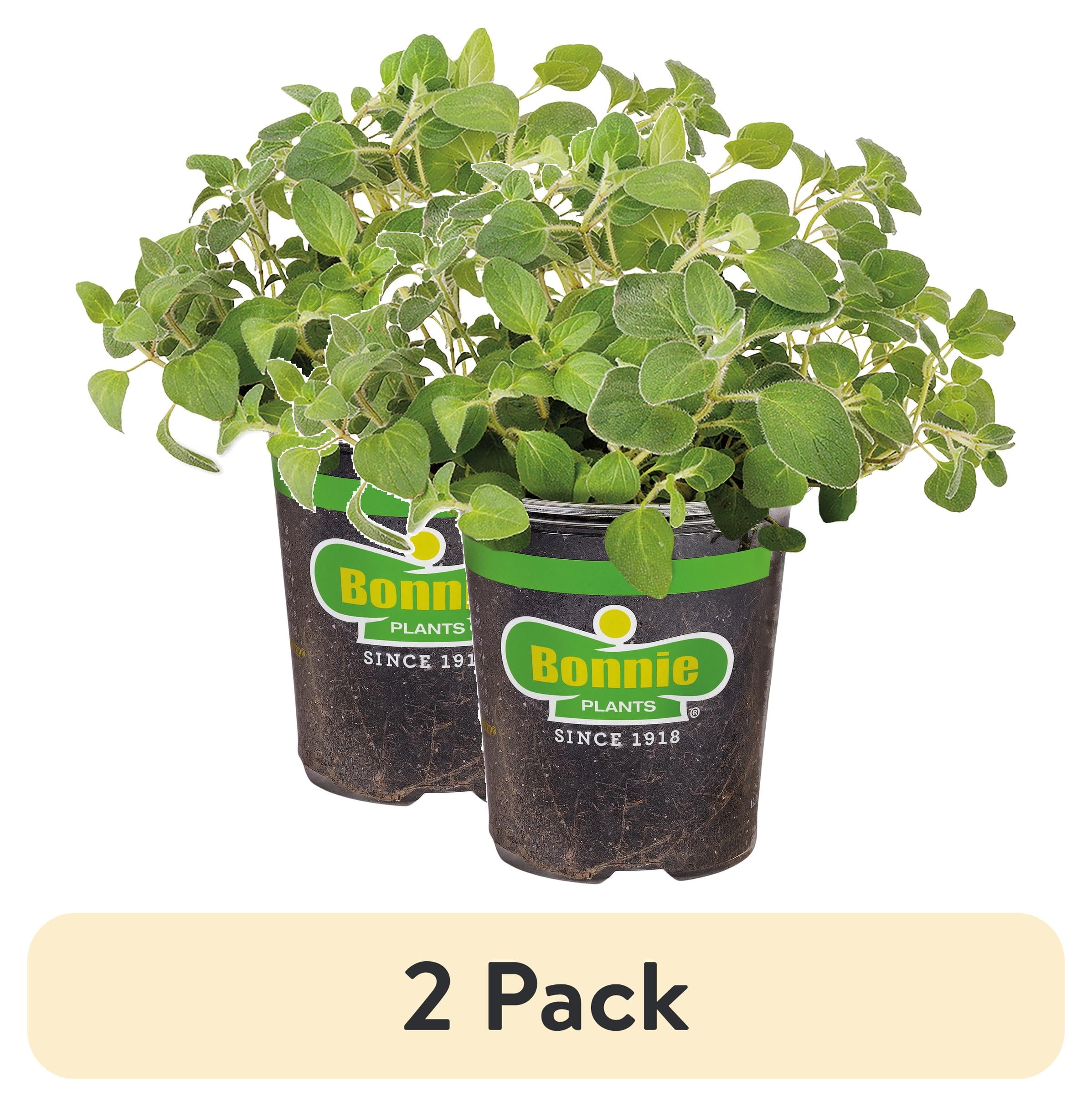 (2 pack) Bonnie Plants Italian Oregano 19.3 oz.
