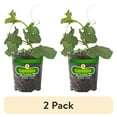 thumbnail image 1 of (2 pack) Bonnie Plants Jack-O-Lantern Pumpkin 19.3 oz., 1 of 7