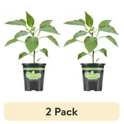 2 pack Bonnie Plants Jalapeo Hot Pepper 19.3 oz.