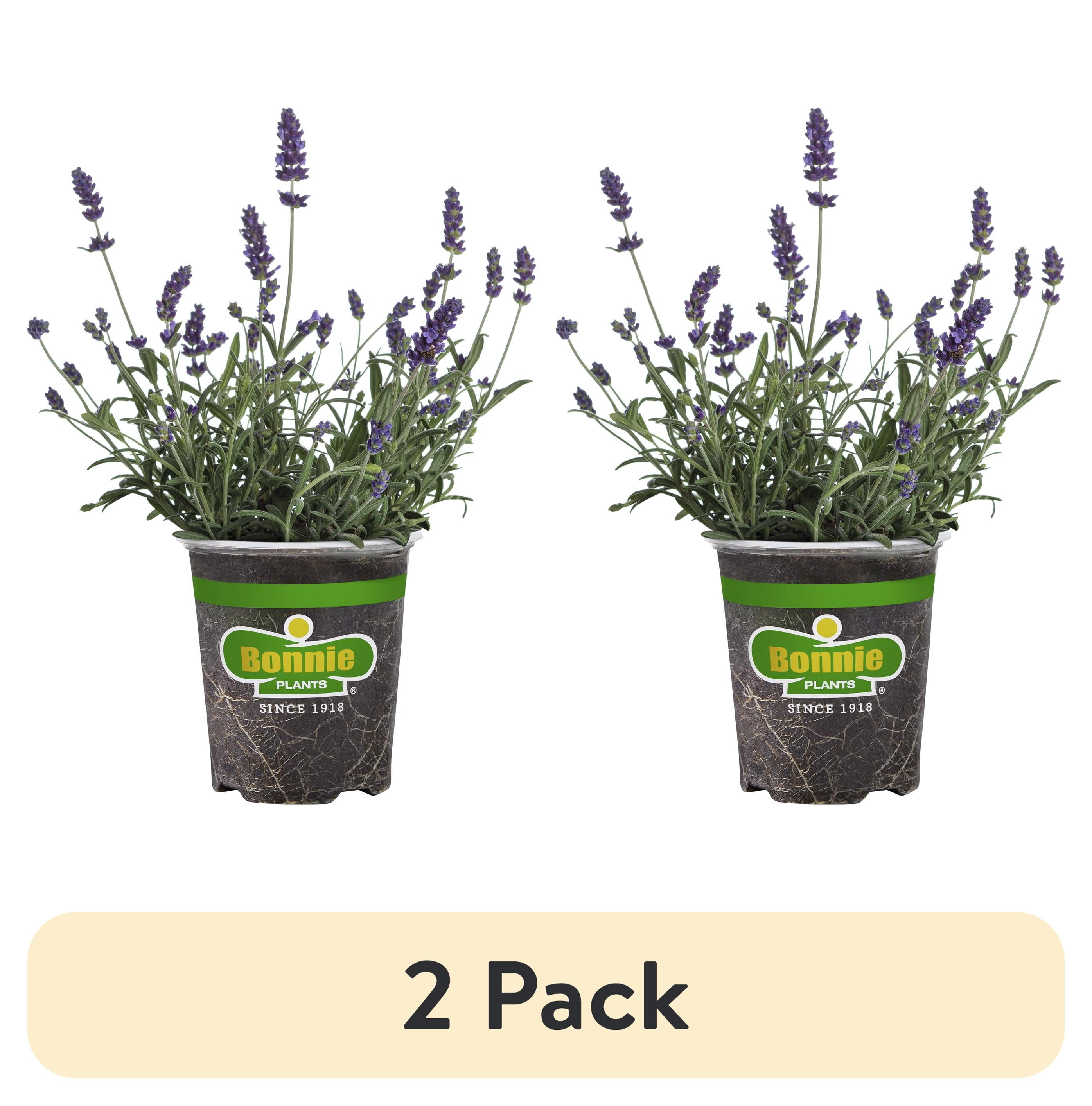 (2 pack) Bonnie Plants Lavender, 19.3 oz., Live Plant