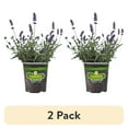 thumbnail image 1 of (2 pack) Bonnie Plants Lavender, 19.3 oz., Live Plant, 1 of 8