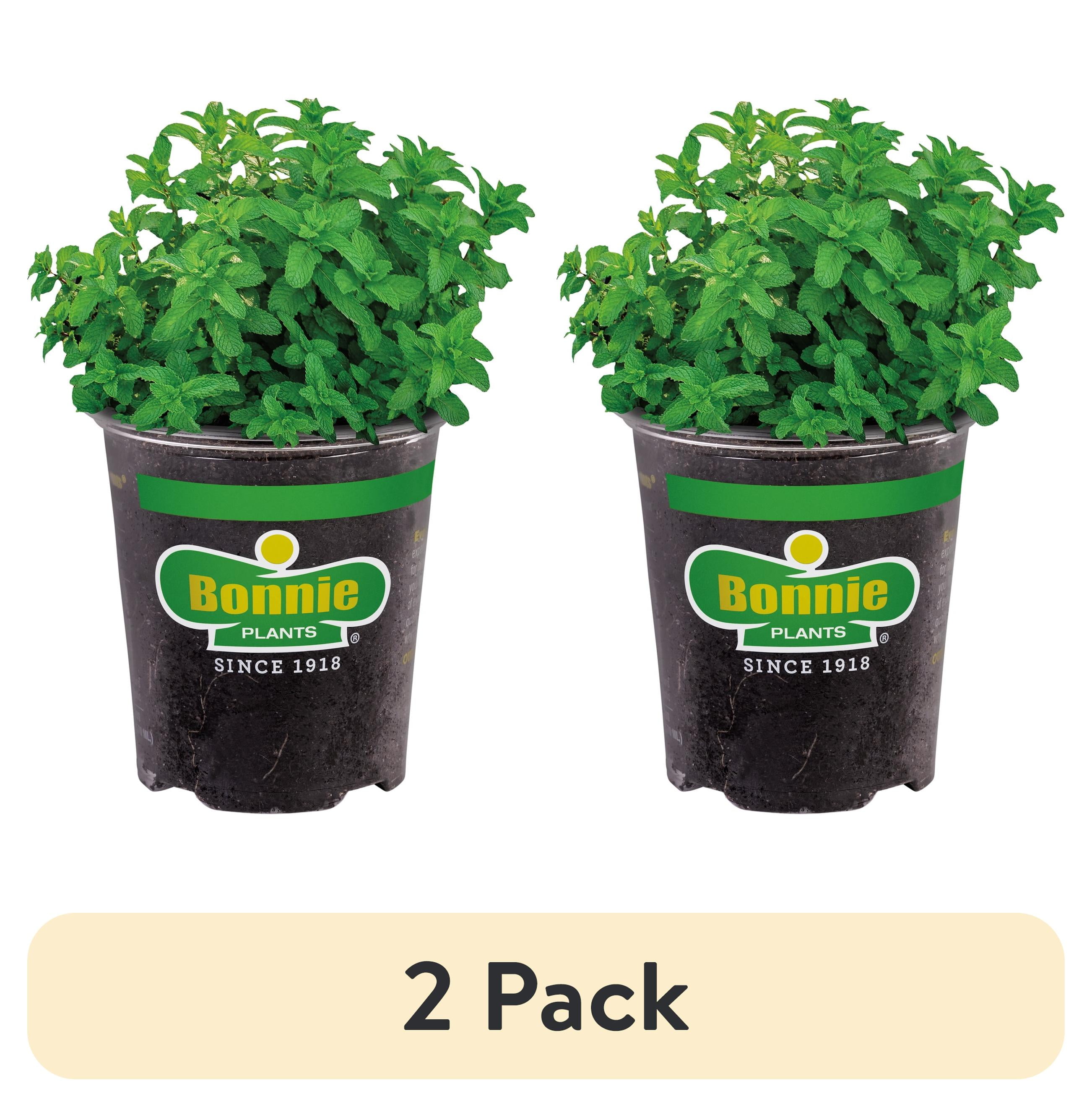 craspedia plants Drumstick (Craspedia Globosa)