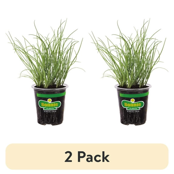 (2 pack) Bonnie Plants Onion Chives 19.3 oz.