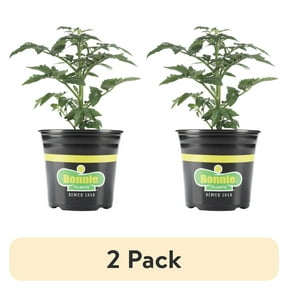 (2 pack) Bonnie Plants Red Husky Cherry Tomato Live Plants