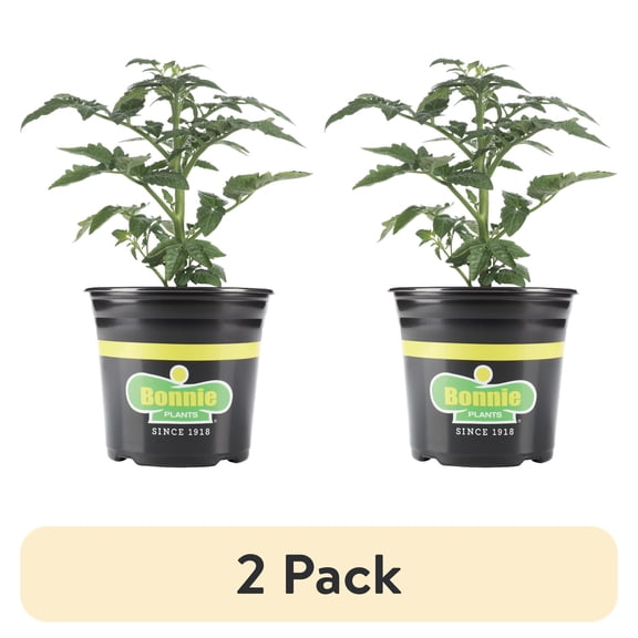 (2 pack) Bonnie Plants Red Husky Cherry Tomato Live Plants