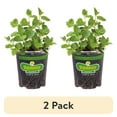 thumbnail image 1 of (2 pack) Bonnie Plants Spearmint Live Plants, 1 of 11