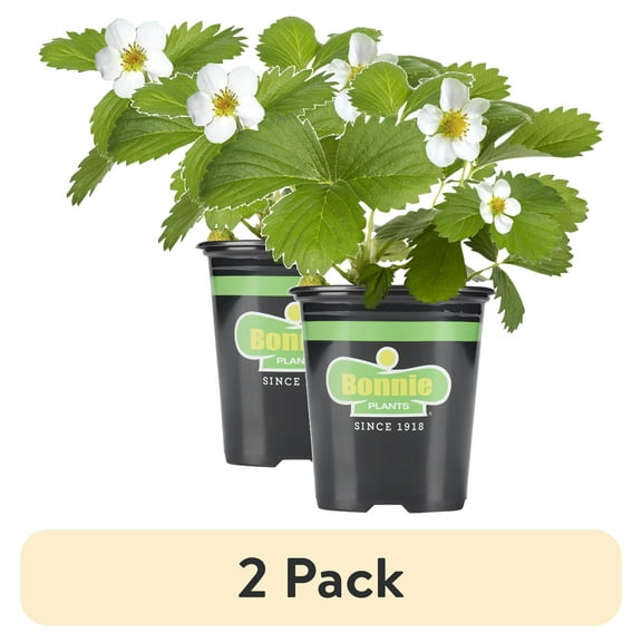 (2 pack) Bonnie Plants Strawberry, Live Plant, 19.3 oz.