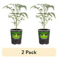 thumbnail image 1 of (2 pack) Bonnie Plants Sun Sugar Yellow Cherry Tomato Live Plants, 1 of 11