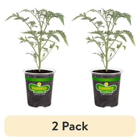 (2 pack) Bonnie Plants Sun Sugar Yellow Cherry Tomato Live Plants