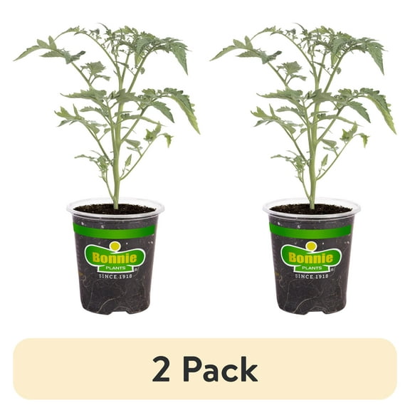 (2 pack) Bonnie Plants Sun Sugar Yellow Cherry Tomato Live Plants
